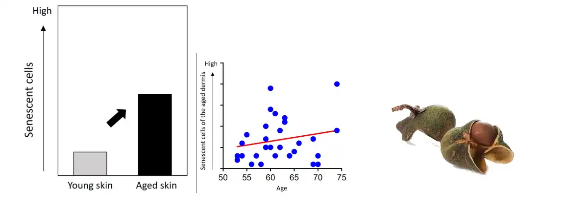 Camellia Oleifera Seed Extract Powder Factory.jpg